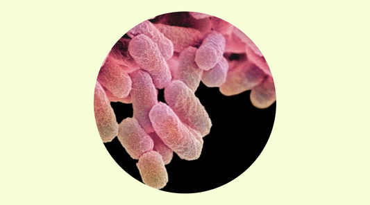 E. Coli & Colon Cancer — Could Lactoferrin Help Protect Us?